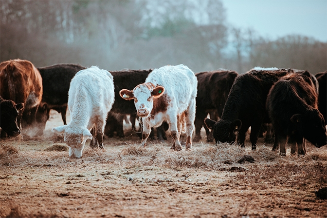 Vacas pastando