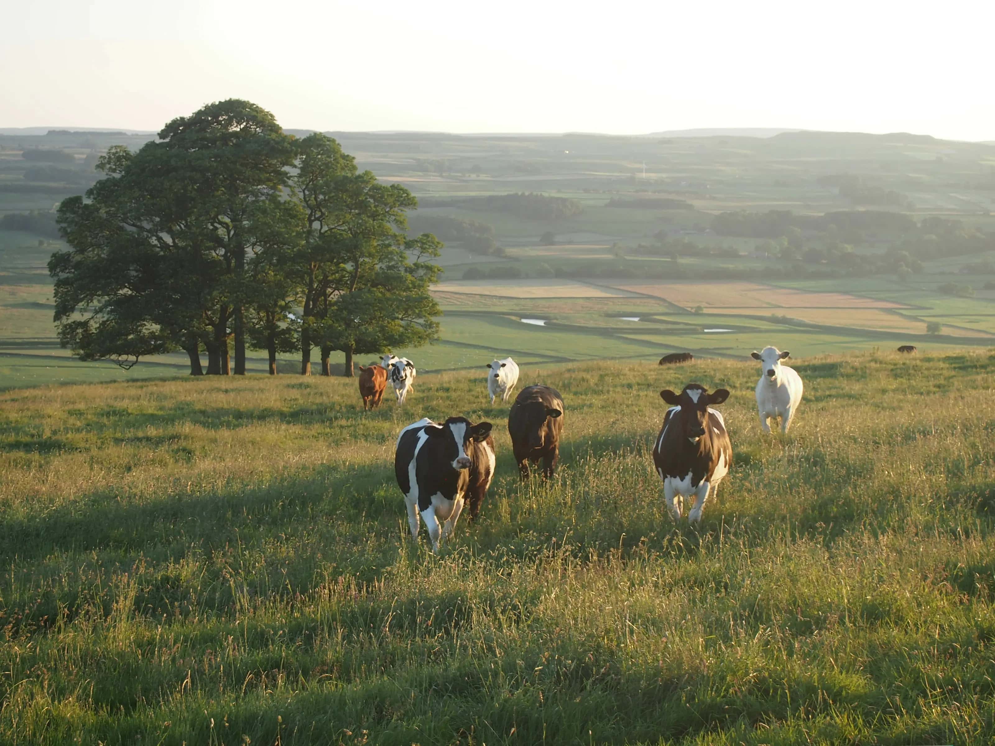 Vacas pastando em área aberta ensolarada.